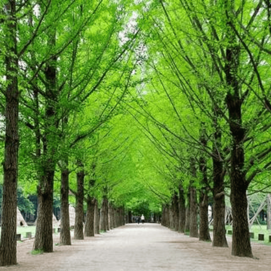 النزول بالحبل + جزيرة نامي | Gapyeong Bridge Zipline + Nami Island - YallaKOREA