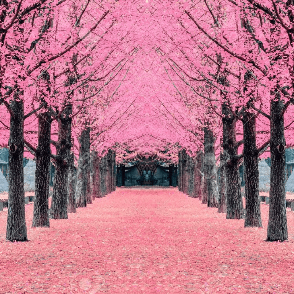 جزيرة نامي + القرية الفرنسية | Nami Island + Petite France - YallaKOREA