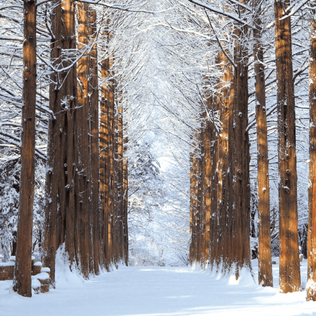 جزيرة نامي + القرية الفرنسية | Nami Island + Petite France - YallaKOREA