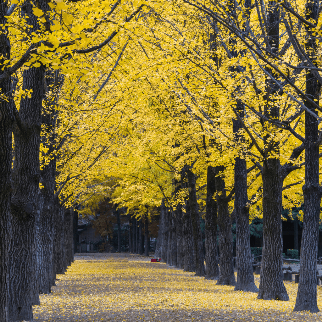 جزيرة نامي + القرية الفرنسية | Nami Island + Petite France - YallaKOREA