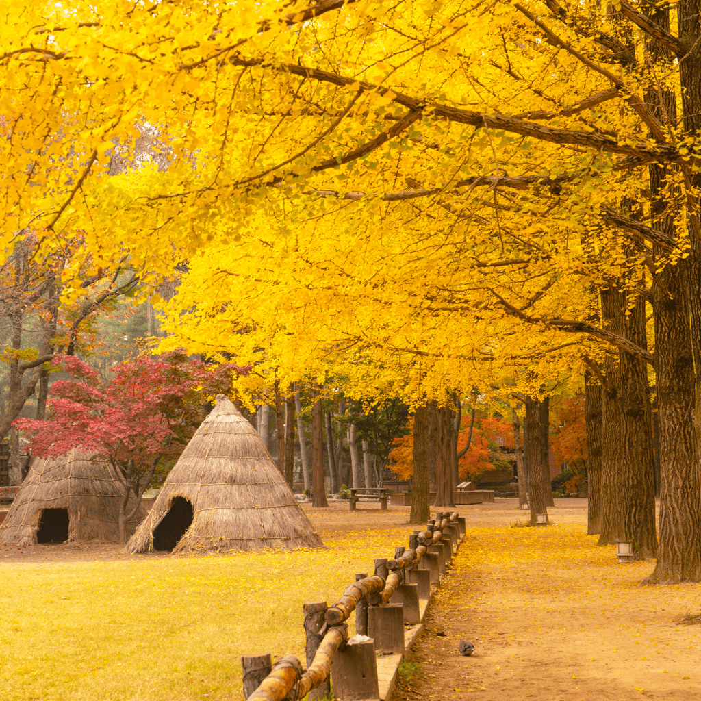 جزيرة نامي + القرية الفرنسية | Nami Island + Petite France - YallaKOREA