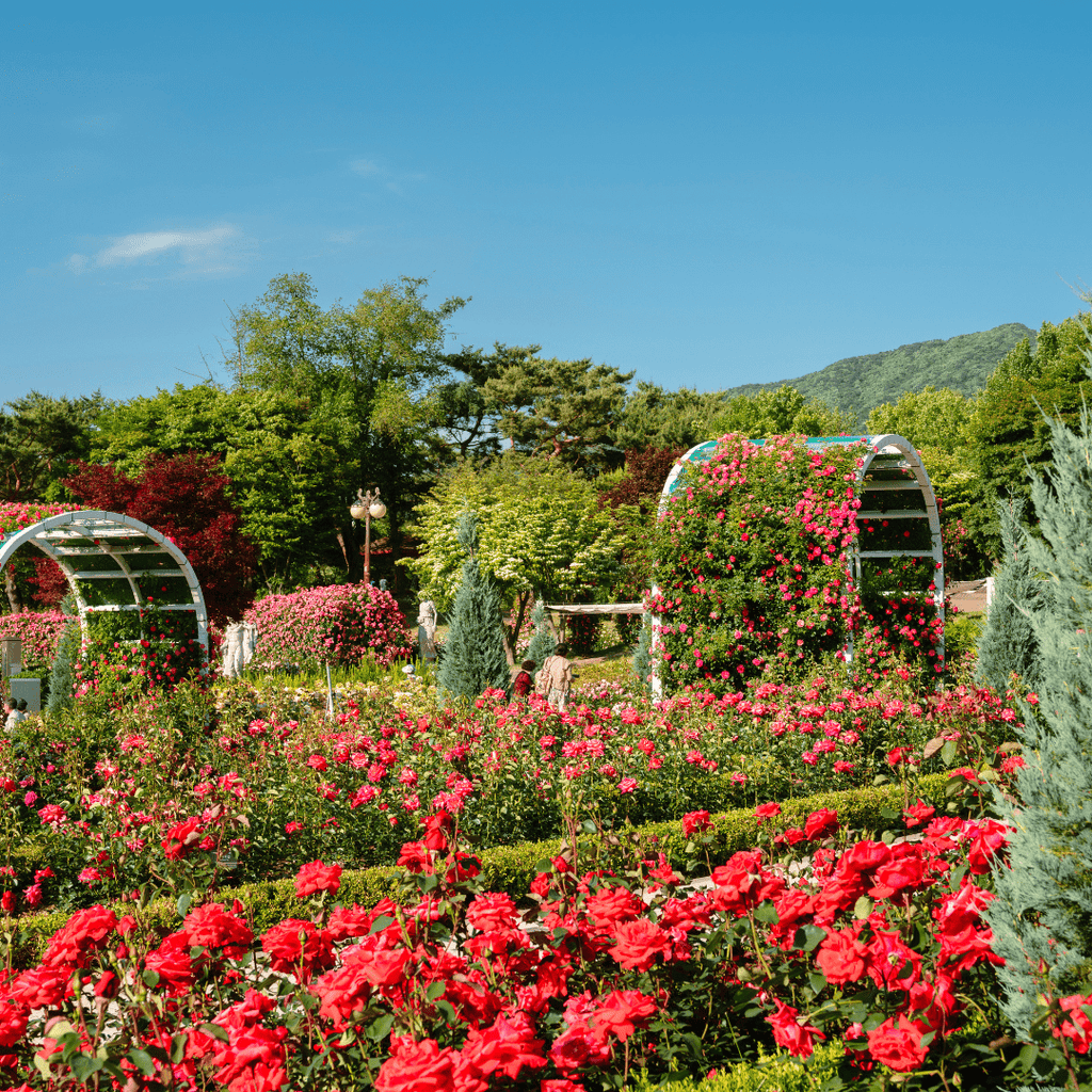 كهف غوانغ موينغ + سيول غراند بارك | Gwangmyeong Cave + Seoul Grand Park - YallaKOREA